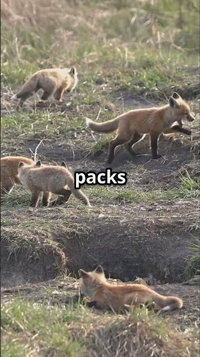 Did You Know This About Fennec Foxes?