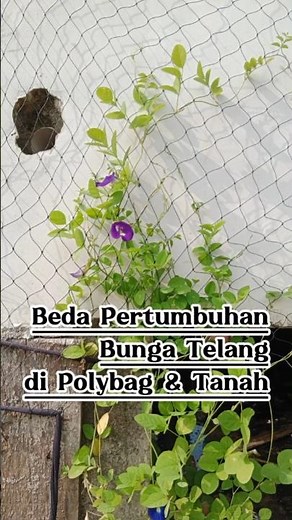 Bunga telang subur ditanam di tanah langsung #bungatelang #telangbiru #tipsberkebun #tipsmenanam