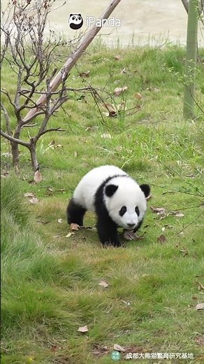 Here Comes The Little Panda Robot, Running With All The Awkward Charm! | iPanda #shorts