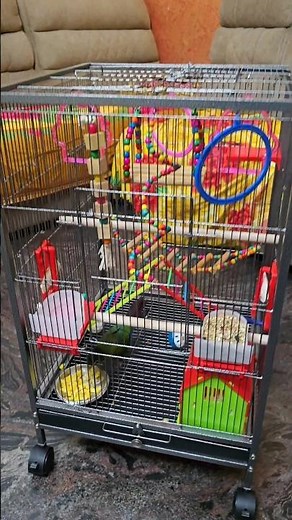 Bird Cage 1.5 feet by 2.6 feet with Accessories #birdcage #birdcagesetup #conurecage #mediumcage