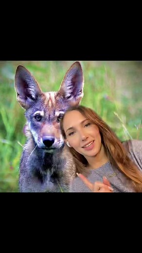 #wolves #news #redwolves #earthday #sustainability #endangeredspecies #greenscreen