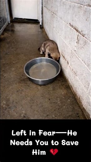 ID • A591754📍 San Bernardino City Animal Service #adoptdontshop #puppy #adoptstrays