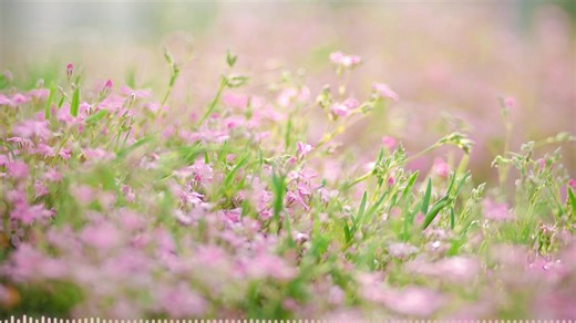 春を告げる Heralding Spring 【フリーBGM】