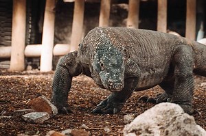 Berapa Jumlah Flora dan Fauna yang Dilindungi di Indonesia? | Adjar