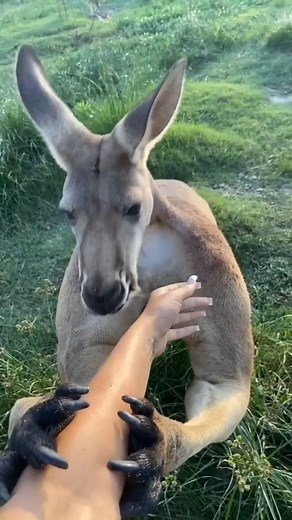 big muscle kangaroo #kangaroo #muscle #naturephotography | Panda Gang