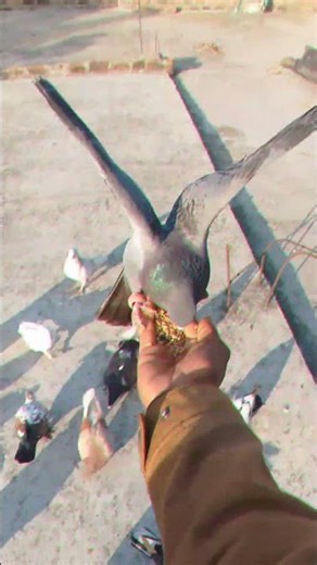 🕊️🕊️🕊️🕊️🕊️🕊️🕊️🥔