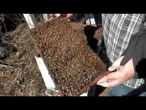 Splitting A Really Nice Box Of Bees