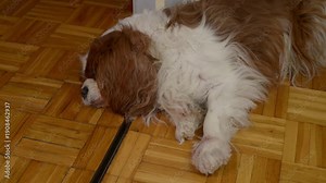 Dog snoring and grunting while sleeping on a floor. Deep, rhythmic snoring in a relaxed slumber, featuring steady breathing and soft vibrations with sound