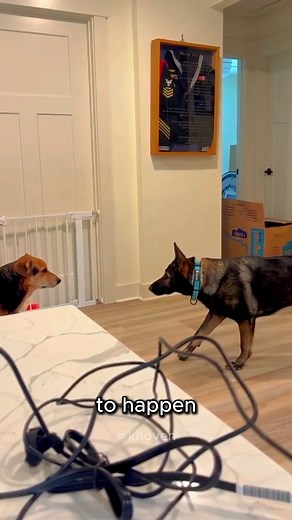 These Two Dogs Are Actually Best Friends 😂 Whenever these two dogs see each other, most people think an epic smackdown is about to happen. But instead, they always shock everyone with their most unexpected way of saying "Hello". 🔗 Source: Krystal 🎵 Music: Scheming Weasel by Kevin MacLeod #dog #wholesome #reelsfypシ | KhoVen