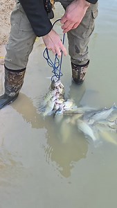Full stringer!! 💯 💪 #fishon #fish #crappie #fishing #outdoors | Paul Myers