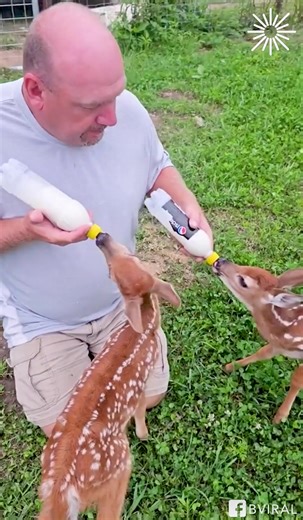 1.1K views · 32 reactions | Dad Feeding The Baby Deer #dog #goldenretriever #dogsofinstagram | Karnataka Bulldozers - Celebrity Cricket League | Facebook