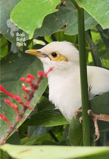 Morning sun’s up… and that’s his cue to sing The Black Winged Starling fills the air with its melody🎶 A gentle reminder that a new day has begun 🐦✨ Come experience the sound of the morning at Bali Bird Park Every action matters. Comment “FE” and we’ll send you the details on how to join our conservation mission starting today! #BaliBirdPark #BirdStories #BlackWingedStarling #placetogobali #baliactivities