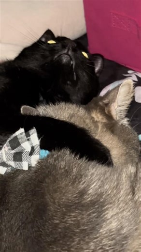 They’re literally inseparable 🐱❤️🐱 #cat #sohappytogether #feelgood #happyvibes #cute #shorts