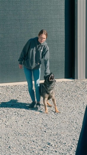 Conditioned to understand that passive individuals may also pose as a threat. #protectiondog