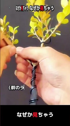 一本の苗木から美しい盆栽へ：樹形を整える職人技 #worker #process #bonsai #gardening #art