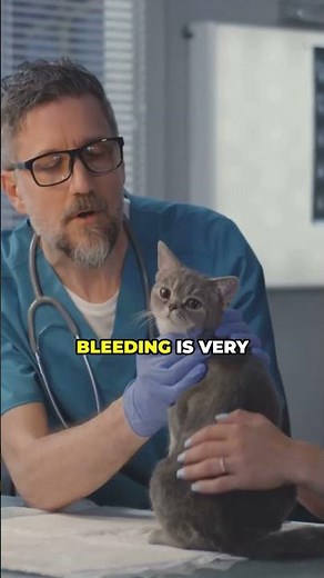 Do Cat Have A Period?