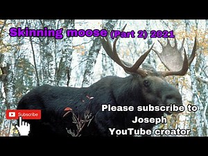 Skinning a moose (part 2) 2021