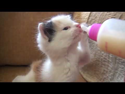 Gatita bebé tomando leche con biberón
