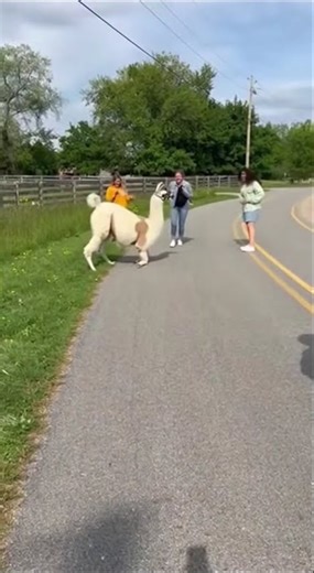 Peaceful Park Turns Crazy Because of a Llama