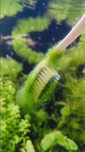 how to manually remove hair algae from fish tank