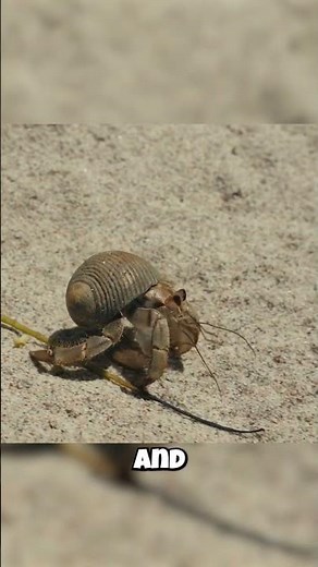 This Is Why You Should NEVER Pull A Hermit Crab From Its Shell!