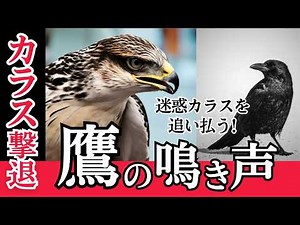鷹の鳴き声でカラス撃退。迷惑カラスが逃げ出す音。カラスが嫌がる猛禽類の鳴き声