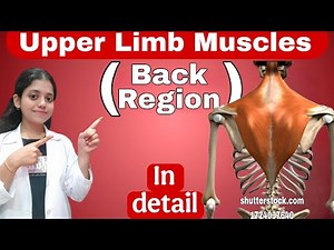 Muscles of back region | Upper Limb muscles origin and insertion | Back Muscles | In detail |