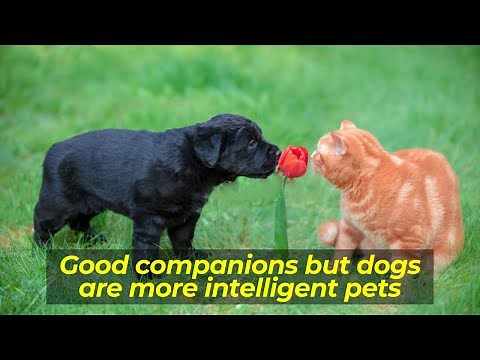 Compare and Contrast Paragraph - Cats and Dogs
