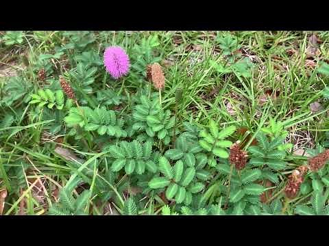 Powderpuff Mimosa in the Landscape