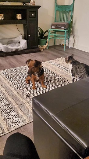 1.2K views · 21 reactions | I rescued Popeye from a Popeyes parking lot and he stole my chicken and biscuit on the way home! Him and Leya were the modern day Milo and Otis #fypviralシ #funnyanimalreels #funnyanimalvideos #catanddogfriends #GangsterCat #popeyeschicken #rescuecats #doglovers #funnymemes #baddievibes | Rachelle Carver | Facebook