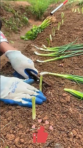 Planting Scallions in Soil 🪄 Super Easy Soil-Turning & Root-Planting 🛡️, Endless Harvests!