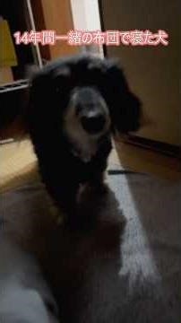 14年間一緒の布団で寝た犬#幸せってこういうこと#ミニチュアダックスフンド#miniaturedachshund#dog#かわいい#シニア#大好き#ありがとう#楽しく生きる
