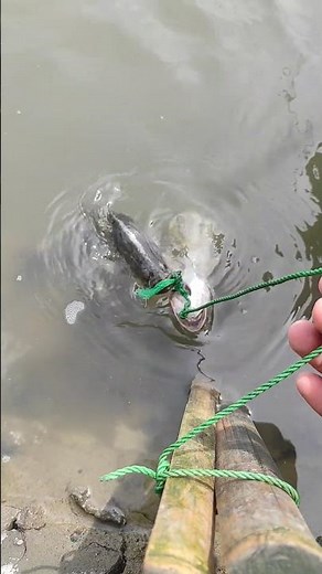 mancing kakap putih saat air masuk #fishing #mancingkakapbogrek #spotkakapputih #short