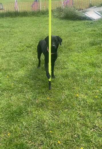 Agility workshop was amazing today! Obviously we had to do some tricks whiles we wait our turn 😂 #trick #trickdog #trickster #labrador #agility #training #funtime #smart #dog #dogsoftiktok