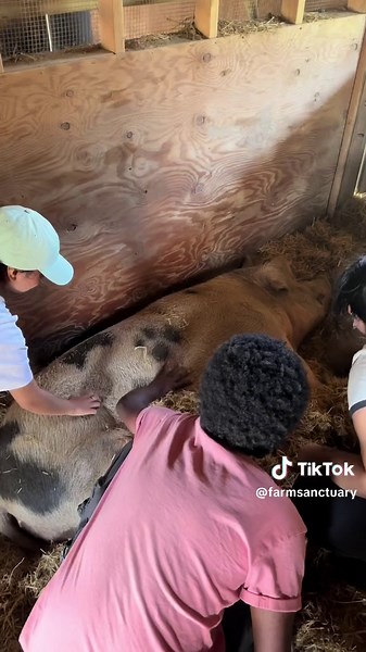 Why are pigs so dirty? They AREN’T! Contrary to popular belief — pigs don’t like a pigsty! They prefer to keep a clean house and make their toilet far away from where they sleep. So…what’s with the mud? Well, there are actually three reasons pigs love mud: 1. Pigs have few sweat glands, so wallowing in mud helps regulate their body temperature. 2. Mud is a natural sunscreen for pigs — they have VERY sensitive skin, and pink pigs are especially prone to burns! 3. Mud is a repellant and helps keep