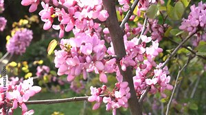 Cercis siliquastrum blossom. Cercis pink flowers on a mature branch. Judas Tree tree blooming in spring