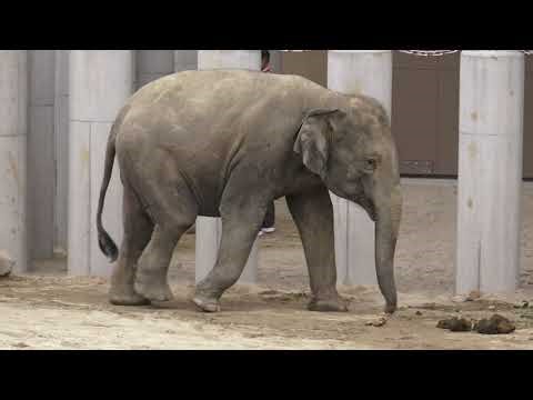 [4K] 大阪 天王寺動物園 約8年ぶりにゾウがやってきた 4月中に一般公開予定