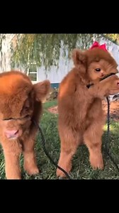 "Small in size, big in personality! " Mini Highland cows ready now reserve yours today!" #ksranch #concert #kscows #smokymountains #seviervilletn #seviervilleattractions #mypigeonforge #pigeonforgeattractions #skylandranch #pigeonforgetn #sevierville #smokymountainconcert #pigeonforge #visitsevierville #pigeonforgevacation #muithehighland #coasters #minirancher #springsgalorefarmllc #minicowsofinstagram #familyfun #cowcuddling #frederickcountymaryland #middletownmd #minihighpark #akaminicows #ma