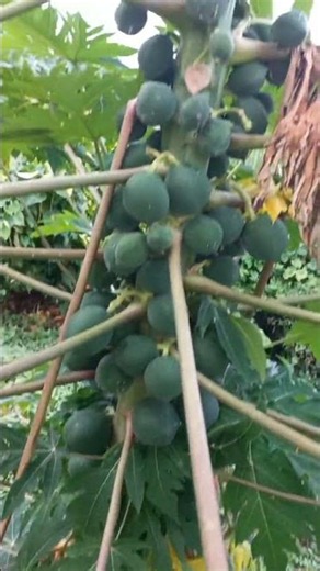 Papaya or Papaw? What do you call this fruit?