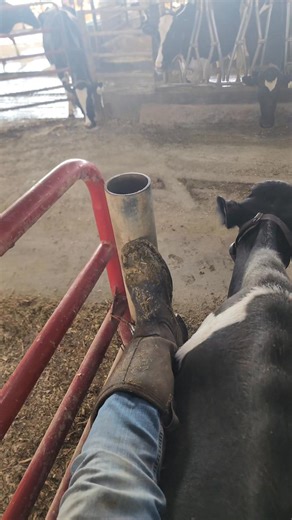 534K views · 19K reactions | I'll keep you posted... | IowaDairyFarmer | Facebook