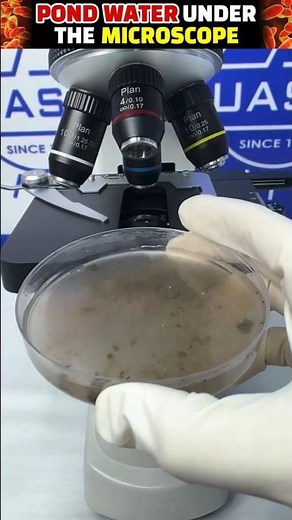 POND WATER💧UNDER THE MICROSCOPE🔬 #pondwater #bacteria #water #laboratory #microscope