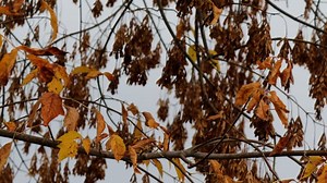 Leaves, Tree Branches, Fall. Free Stock Video