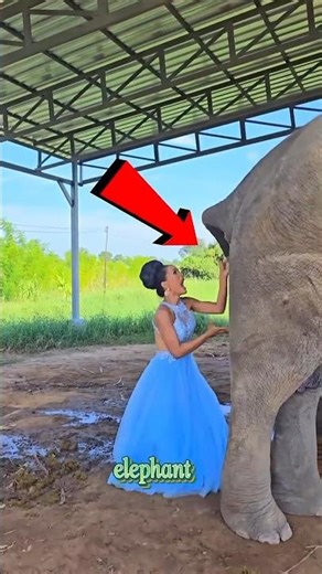 This Elephant Poop Is Worth $10,000 "Black Ivory Coffee" #shorts #viral #facts