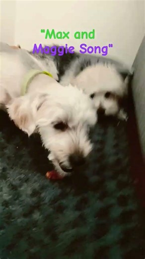 "Max and Maggie Song" ‪@Jonas_Stuff‬ #dreamtrackai #puppy #yorkipoo #cute #dog #puppydog #puppylove