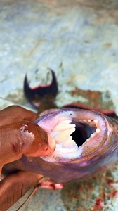 27K views · 200 reactions | #fish #samaki #naming #mombasafishmarket #challenge #kenya #blueeconomy #shimoni #shimonifishport #Ecosystem #marine #kenyaportsauthority #management | Mombasa City FISH Market | Facebook