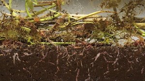 Vermicompost - Life in the compost bin