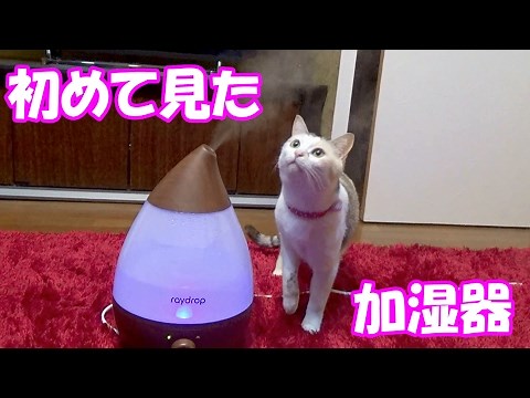 Cat found a humidifier and got wet.
