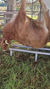 16K views · 281 reactions | Are dairy cows only good for milking? . . . . #meat #dairy #dairycows #redmeat #jarrydthebutcher #carnivore #austwideportablecoolrooms | Jarryd The Butcher | Facebook