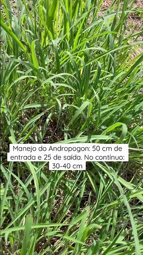 Manejo de Capim Andropogon.
