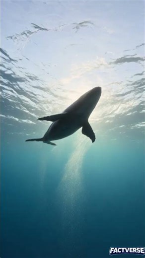 A Humpback Whale Gives Birth in The Open Ocean! 🐋